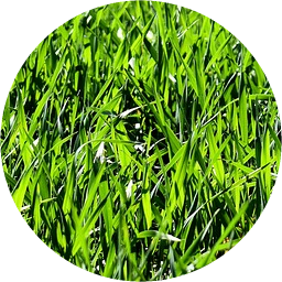 Turf